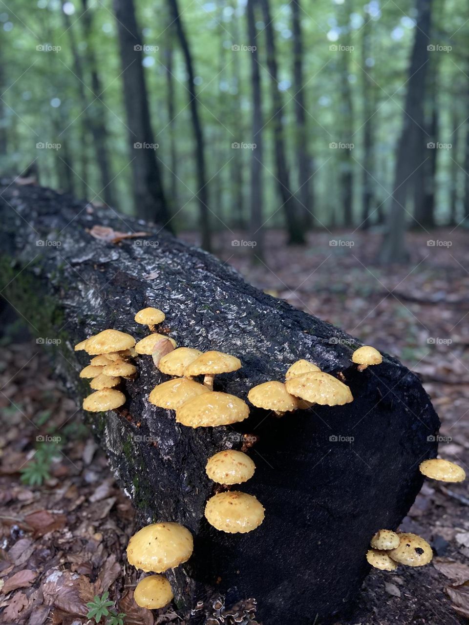 Nature - Explore the beauty of nature with this captivating photograph of wild mushrooms flourishing on a mossy tree trunk in an autumn forest. The earthy tones and textures make it ideal for wall art, stock photography, or digital media projects