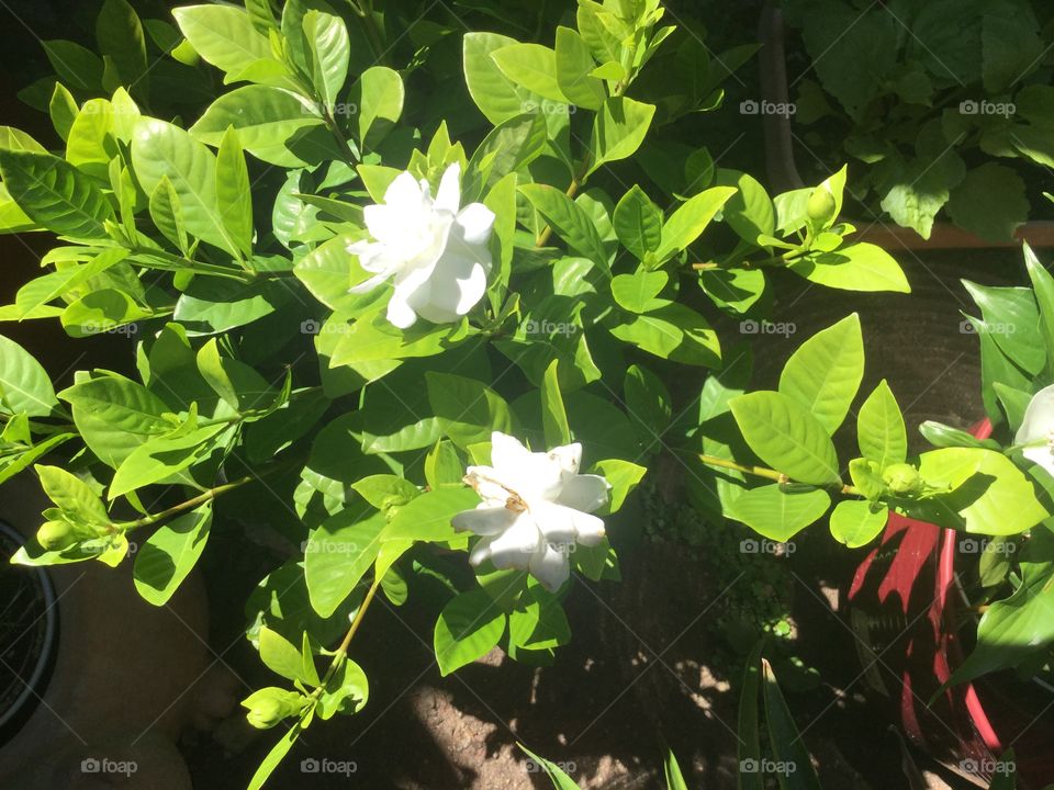 Leaf, Flora, Flower, Garden, Nature