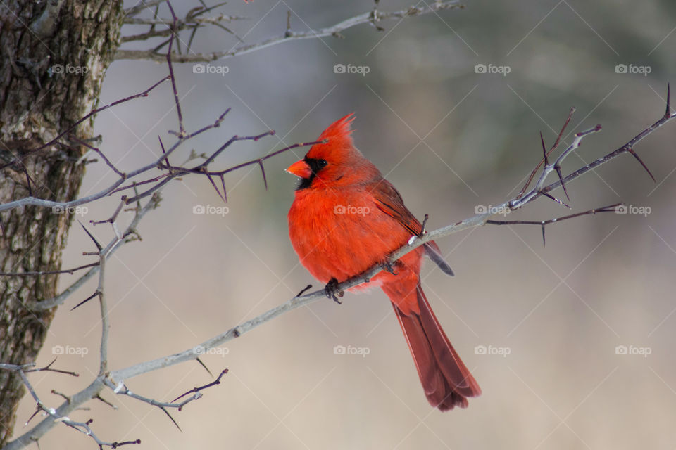 Perched Cardinal in the winter