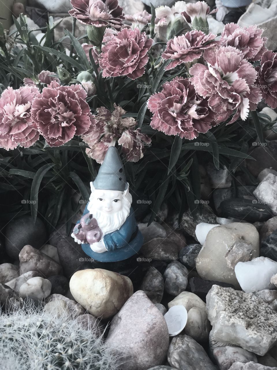 Gnome in my rock garden 