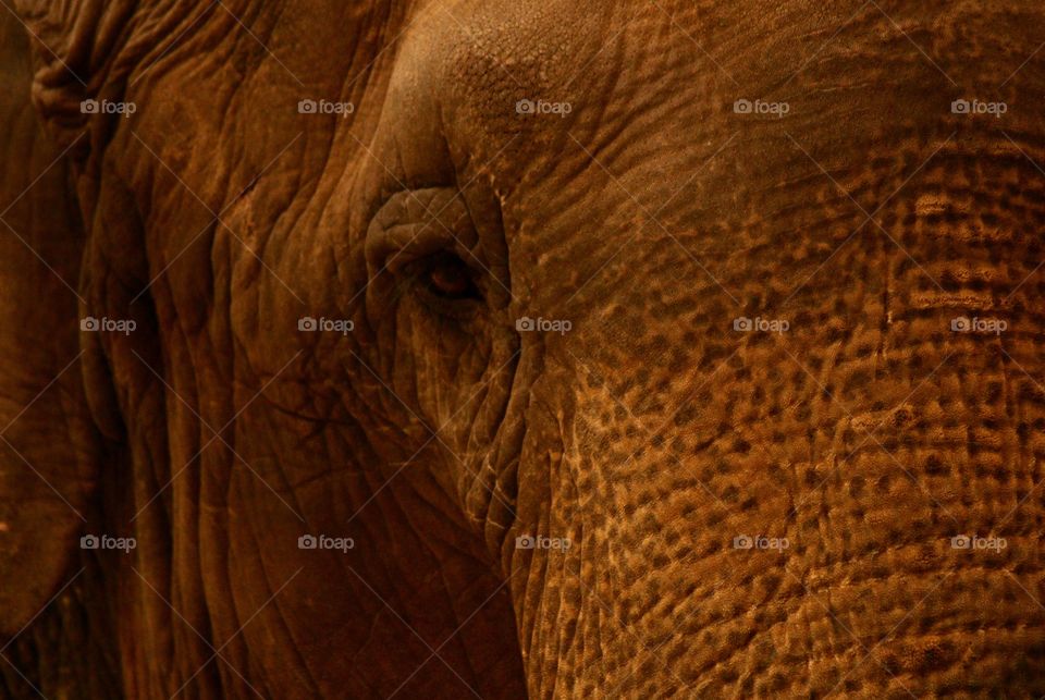 Side profile of an elephant 