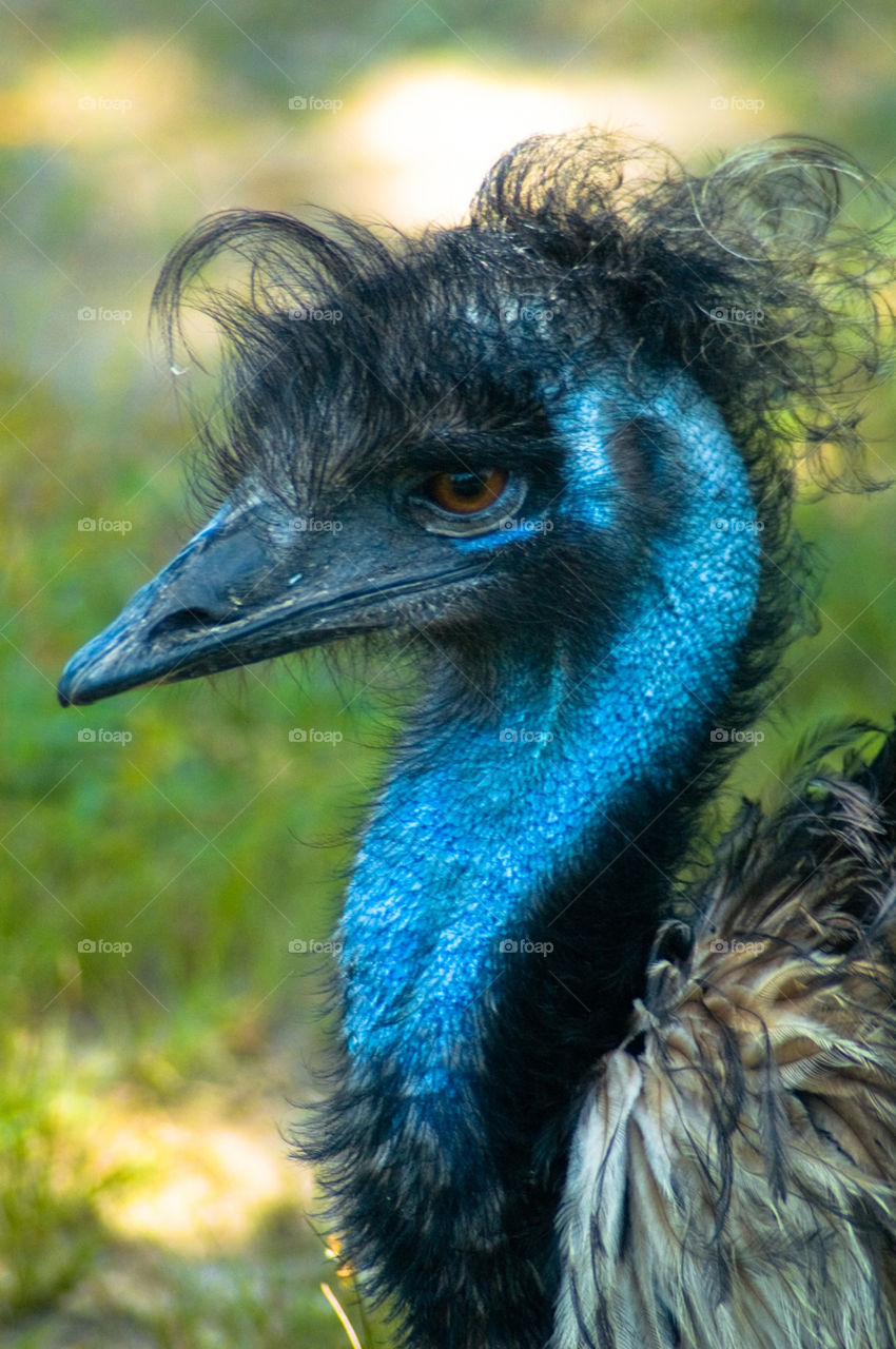 nature blue bird zoo by bushler14
