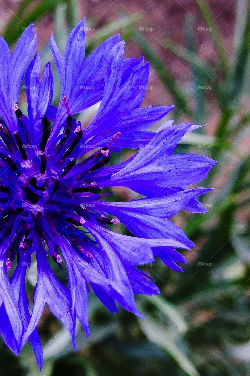 Blue iris 