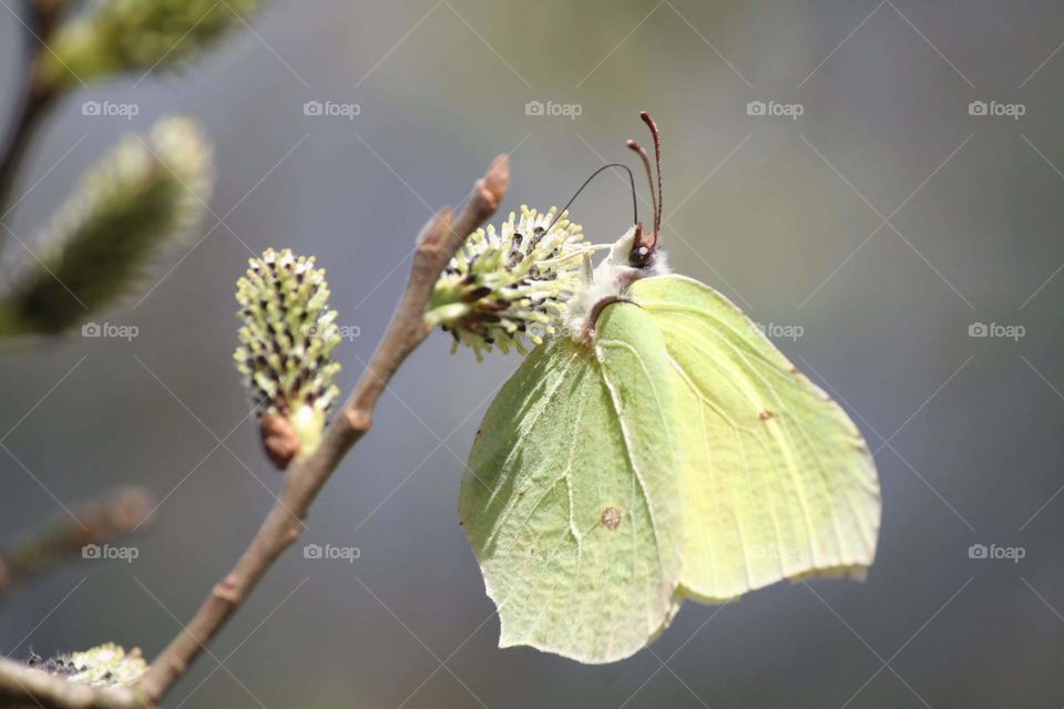 It looks like a leaf, but it's a butterfly. It's having quite a feast there!