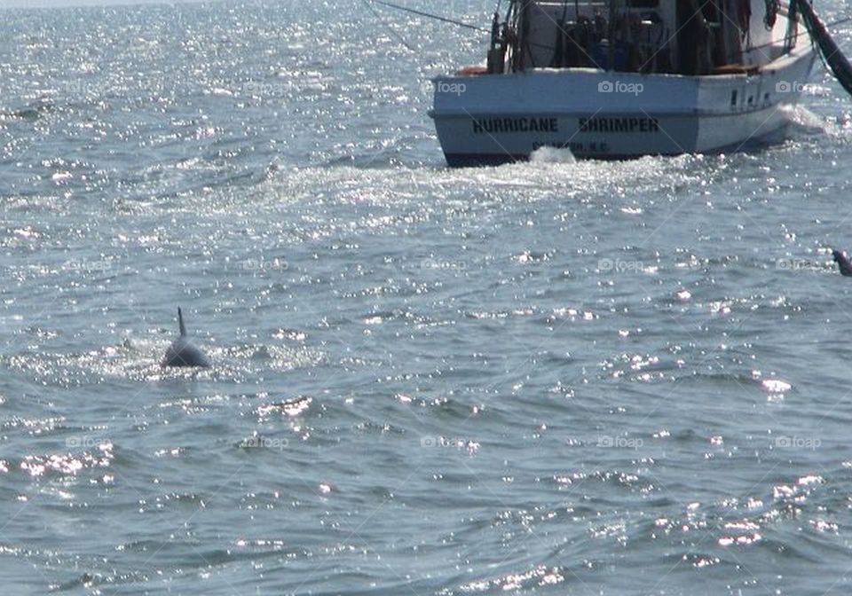 Dolphins following the shrimp boat in while on vacation at Myrtle Beach, South Carolina