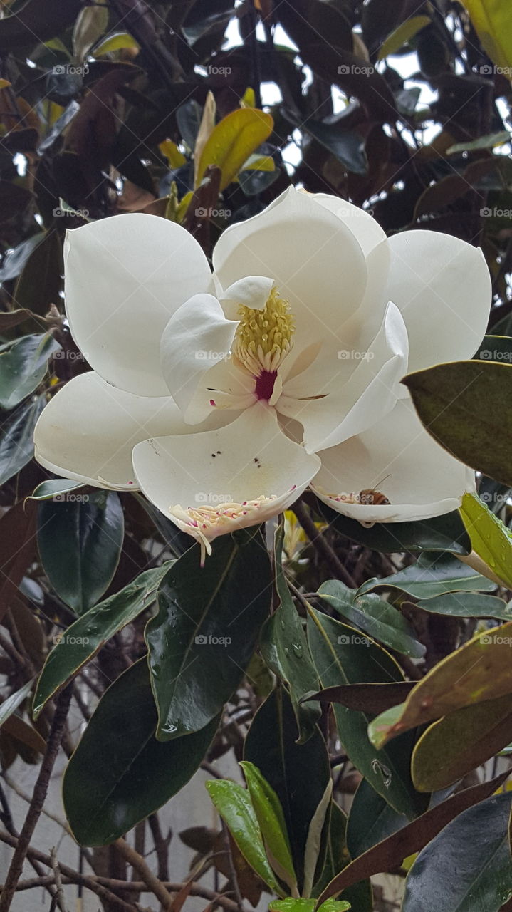 Magnolia