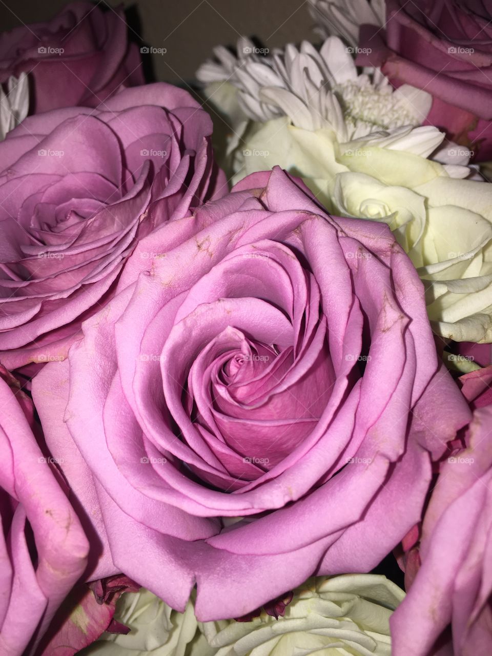 Purple roses 