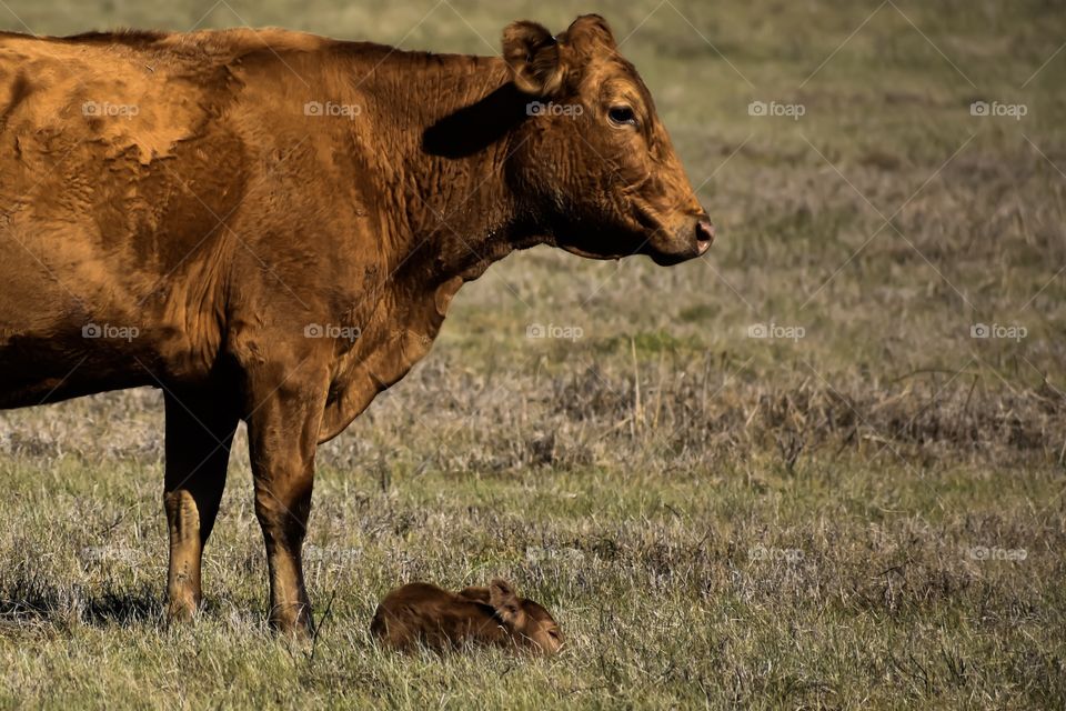 Cow with calf on grassy landscape