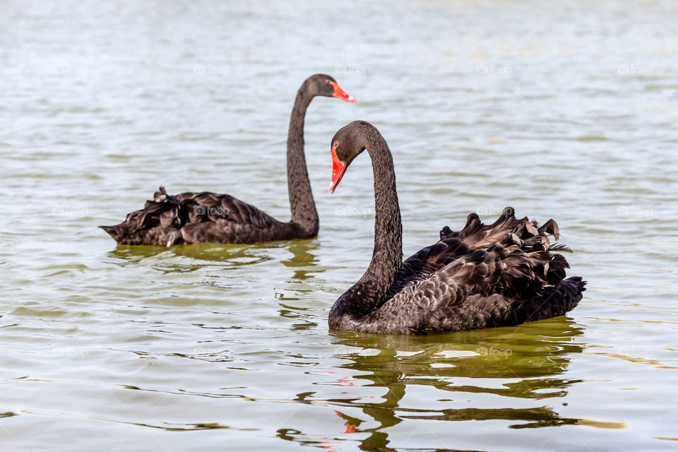 Beautiful pair of black swans at the lake. Living in harmony.