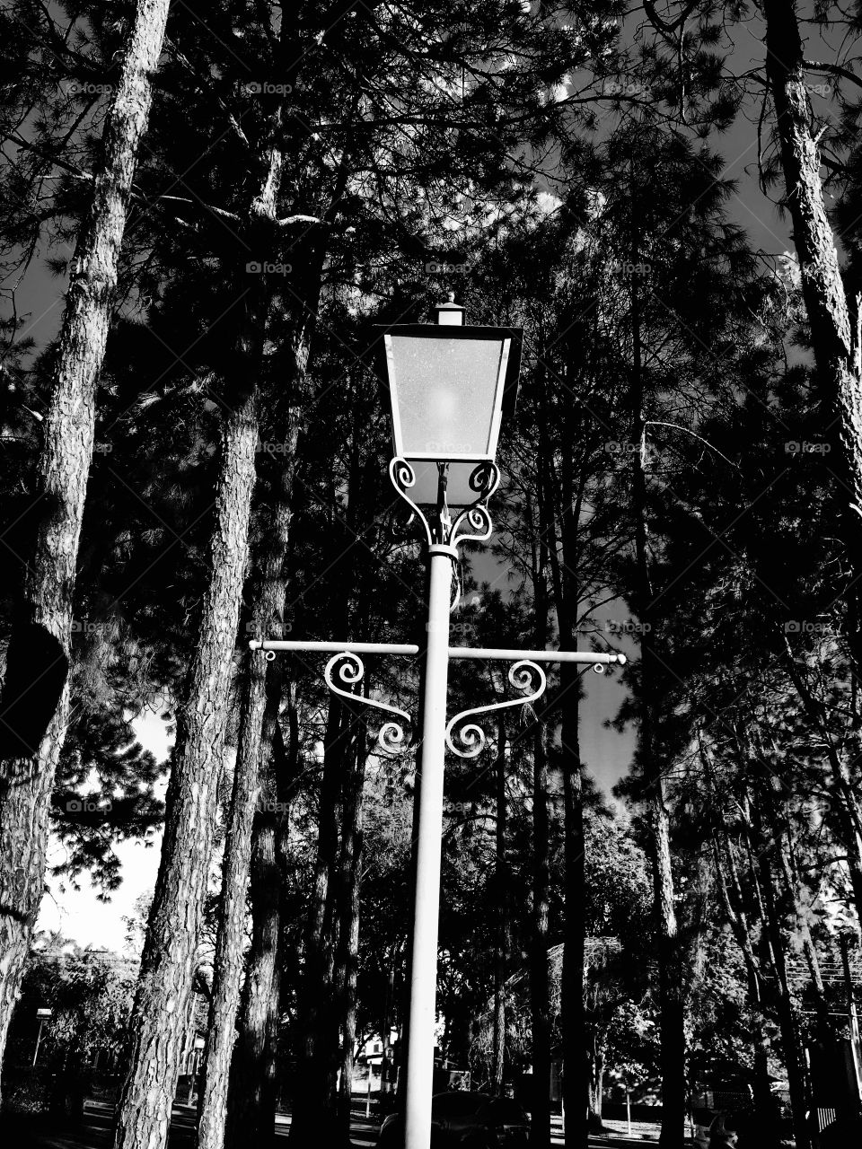 Old looking lamp post surrounded by trees. A monochromatic view.