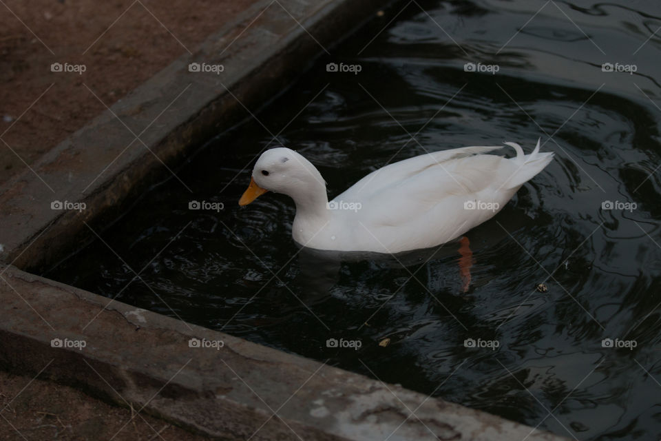 Duck in water