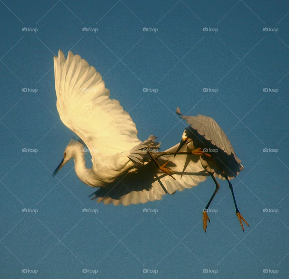 Two Snowy Egrets Fighting Mid-air
