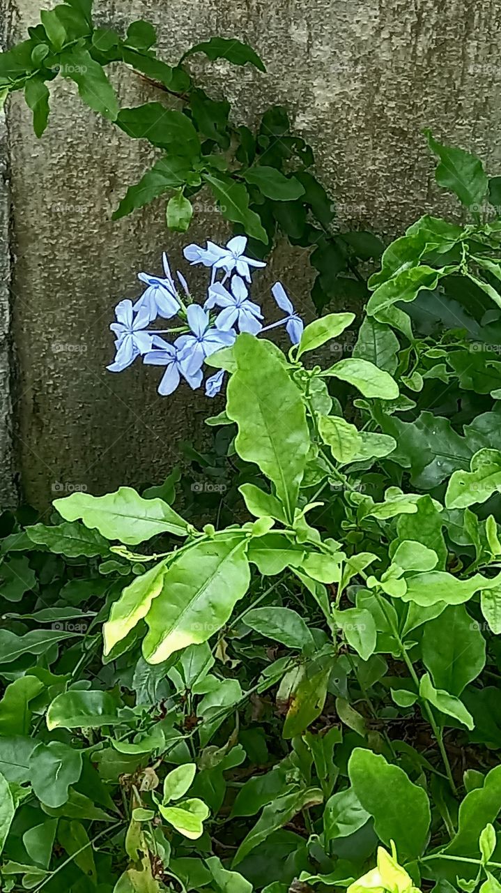 Flor azul