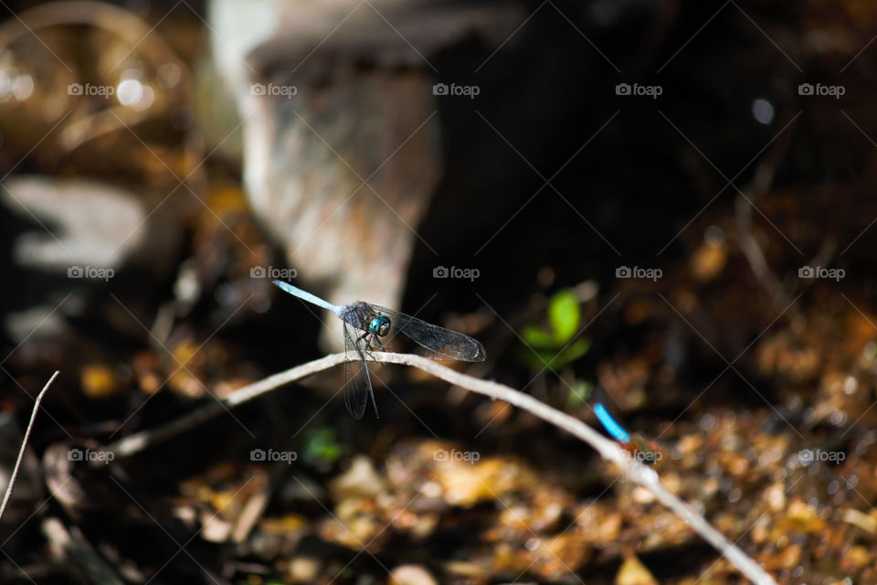 Cape Skimmer Dragonfly (Orthetrum julia capicola) On Plant Stem In Forest, Limpopo, South Africa