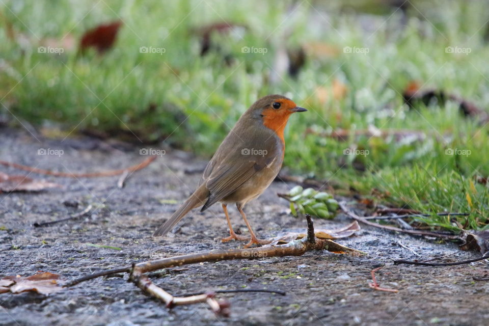 Robin