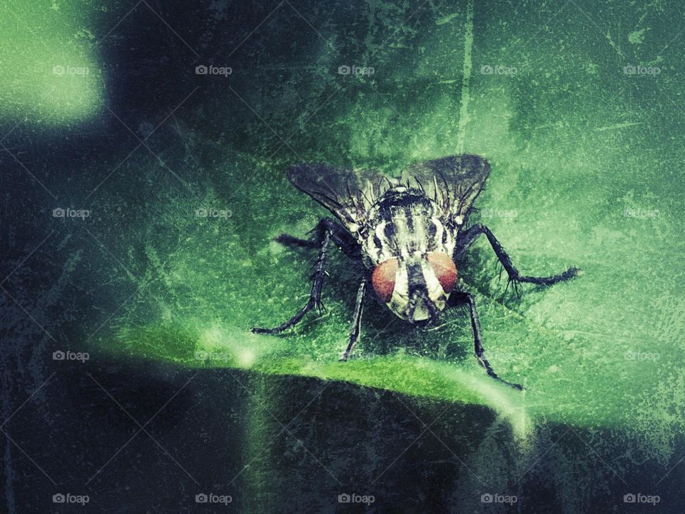 A fly lurks on a raspberry leaf