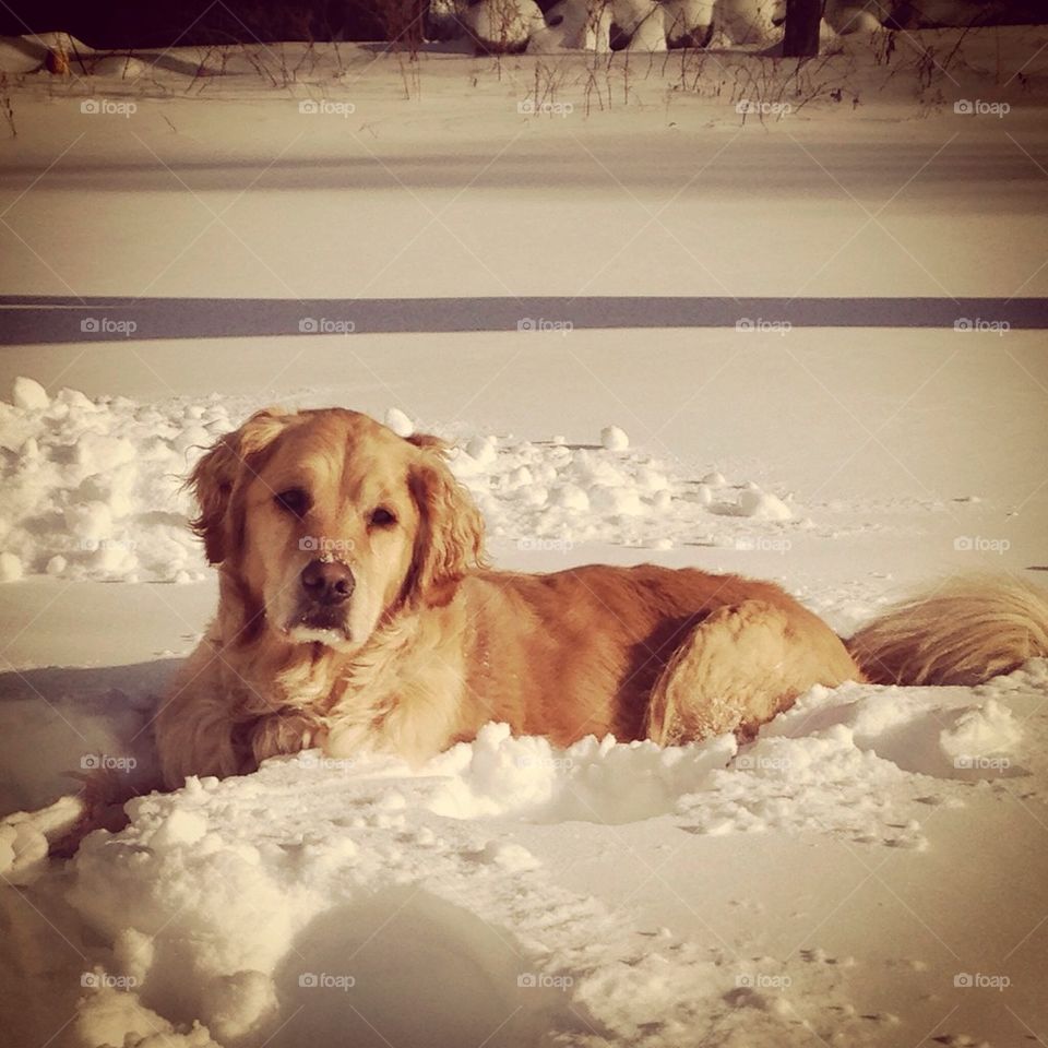 Dog in snow 