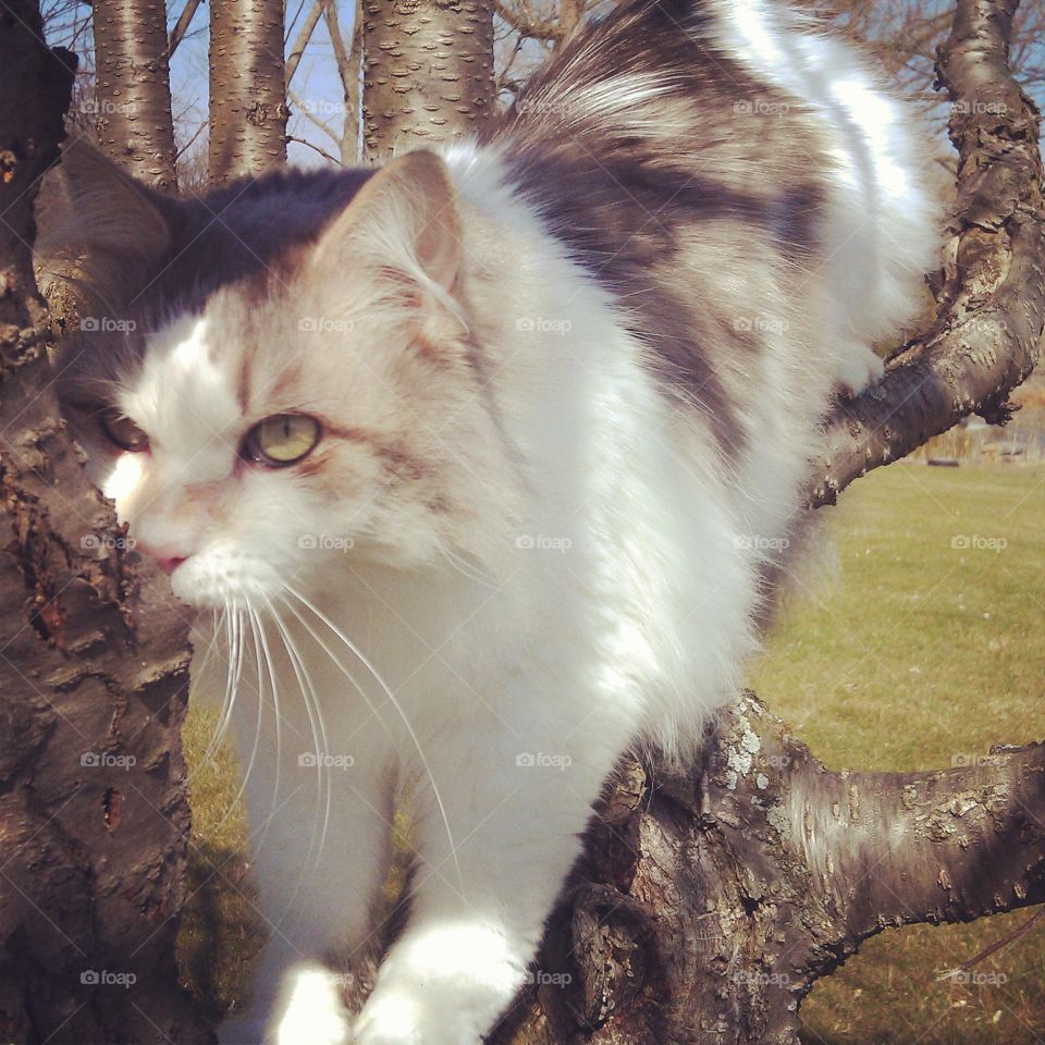 Chagall in his favorite tree