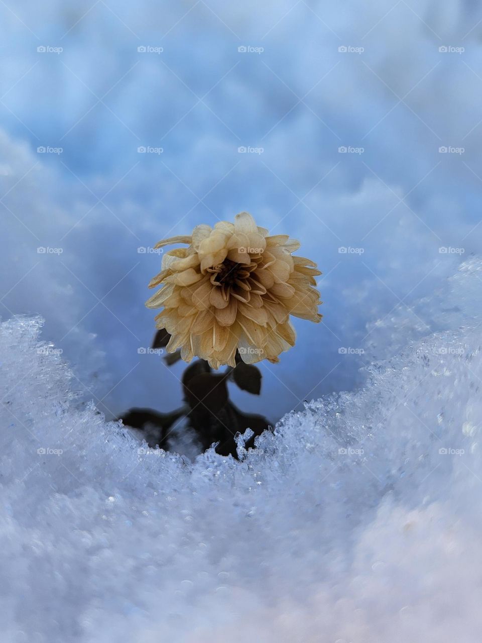 Winter Flower