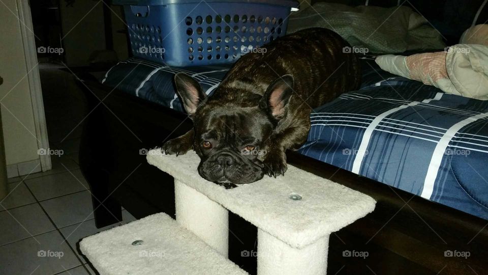 sleeping, step, French Bulldog ,  canine, pet, sweet, puppy, snore