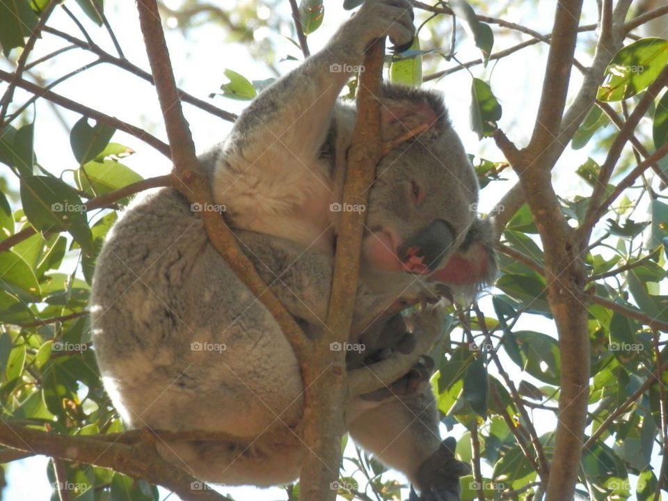 Koala