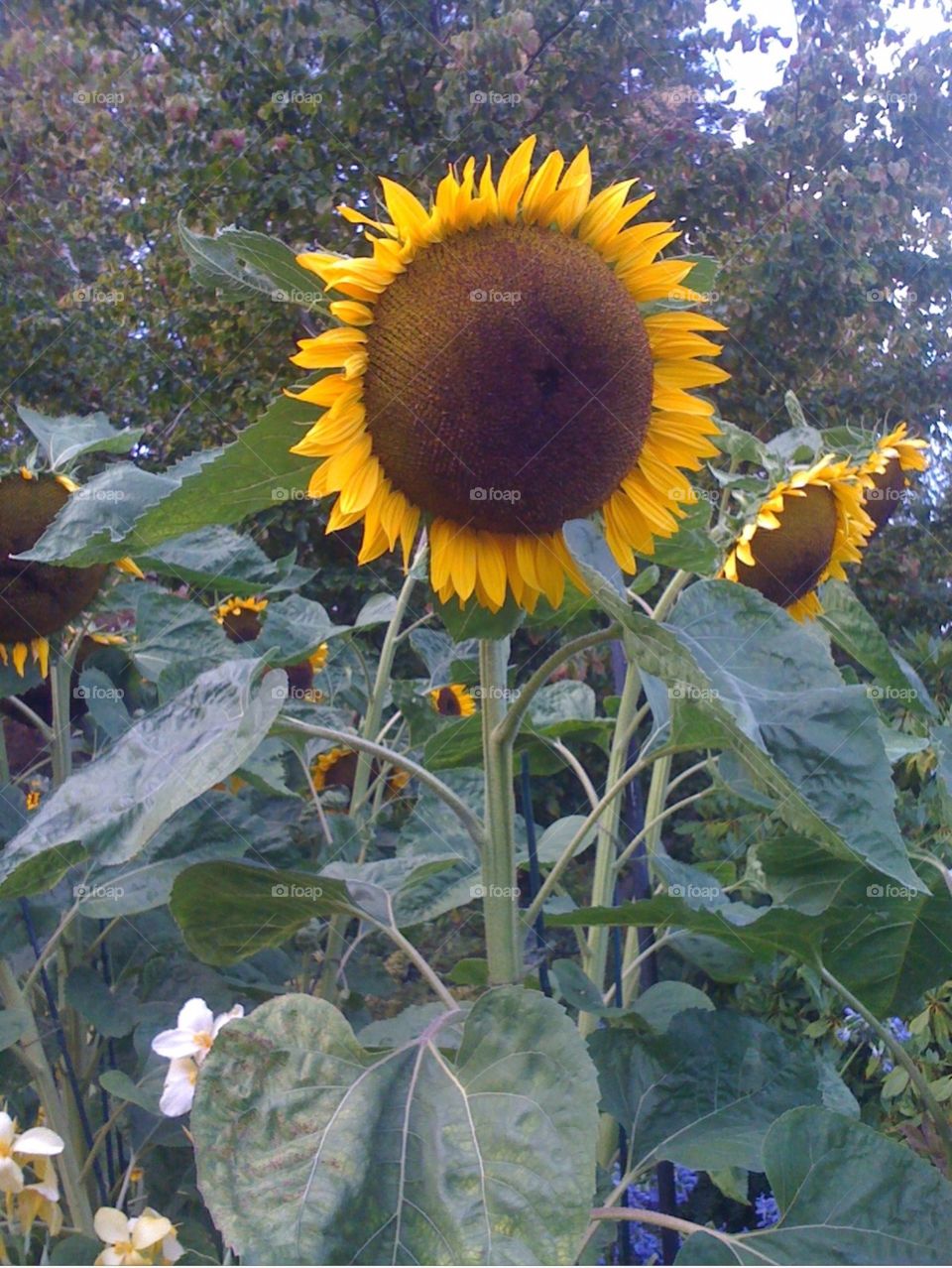 Sunflower
