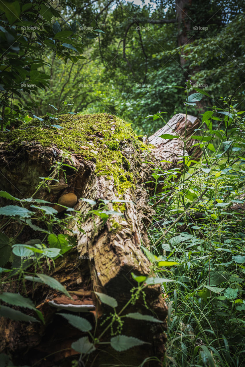 Sparkling tree trunk in the natural vegetation of the forest