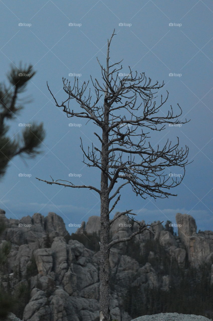 Majestic Pine