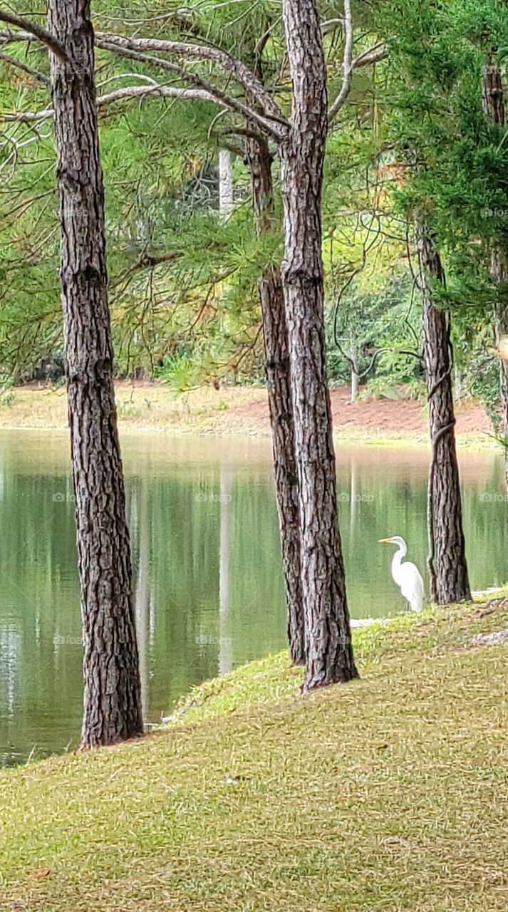 white Heron on the bank of the lake