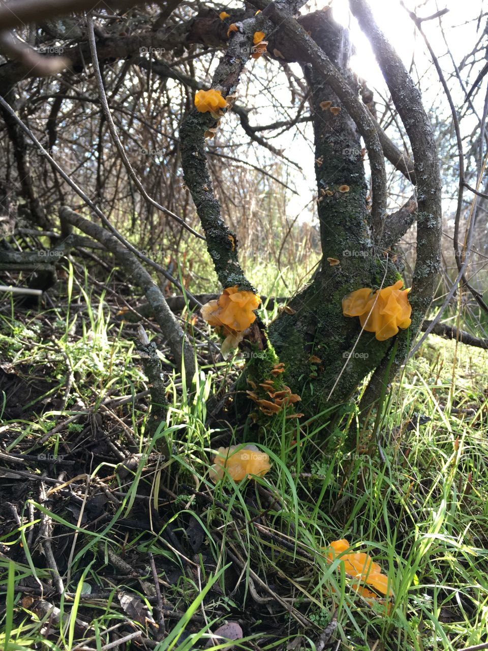 Yellow mushroom fungus 