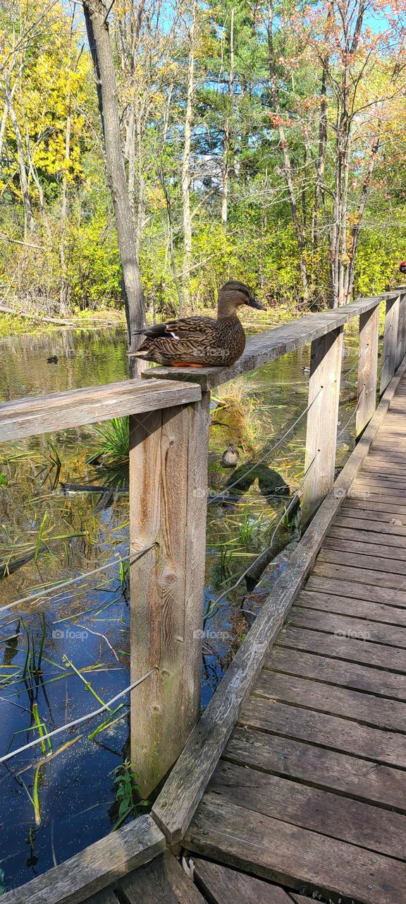 Female duck by pond