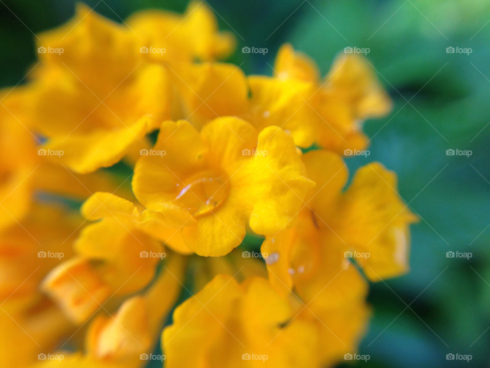 Tiny Petals. Exploring the garden up close