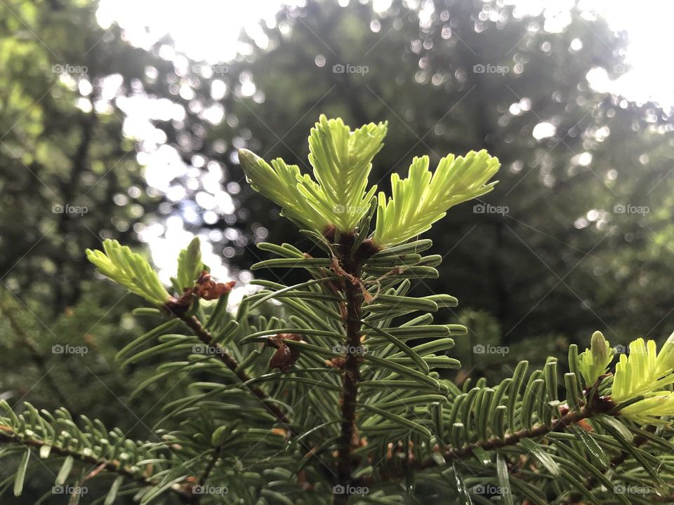 HD Pinetree Photo for Nature Lovers and Pinetree Enjoyers | Best Nature & Forest Photos for you