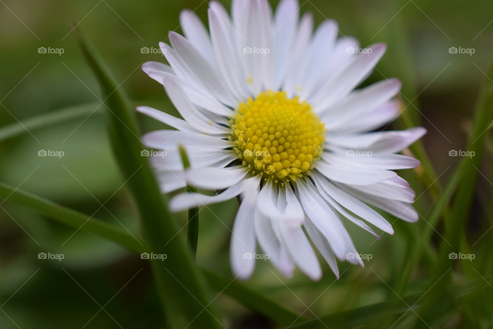 Daisy