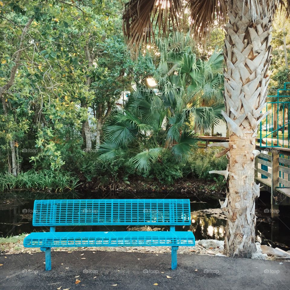 Bench + Palm Tree