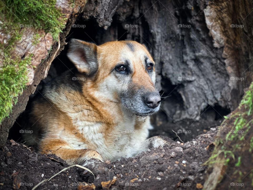 Dog inside tree hollow