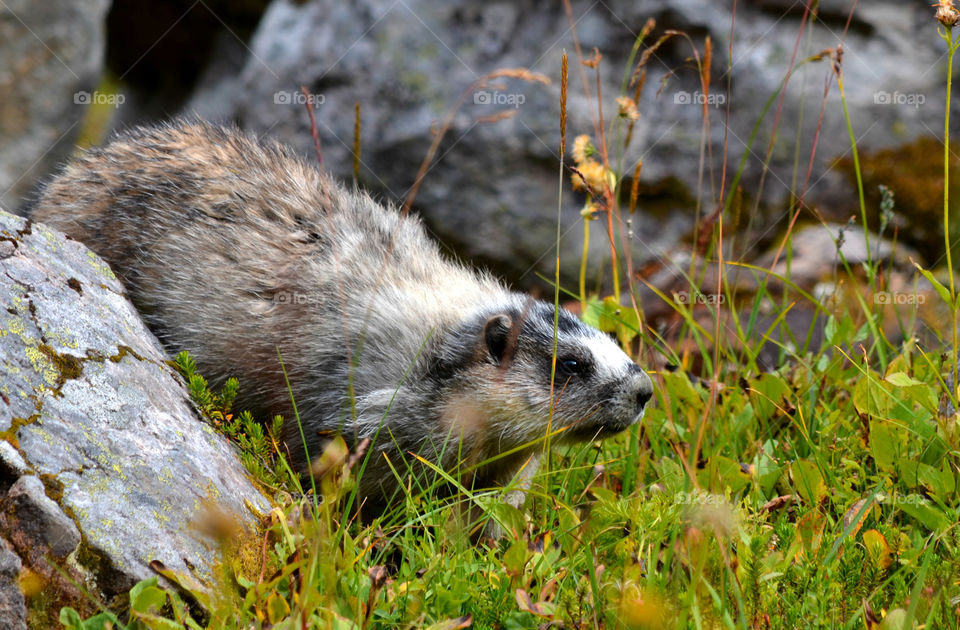 Marmot in Lake O'Hara