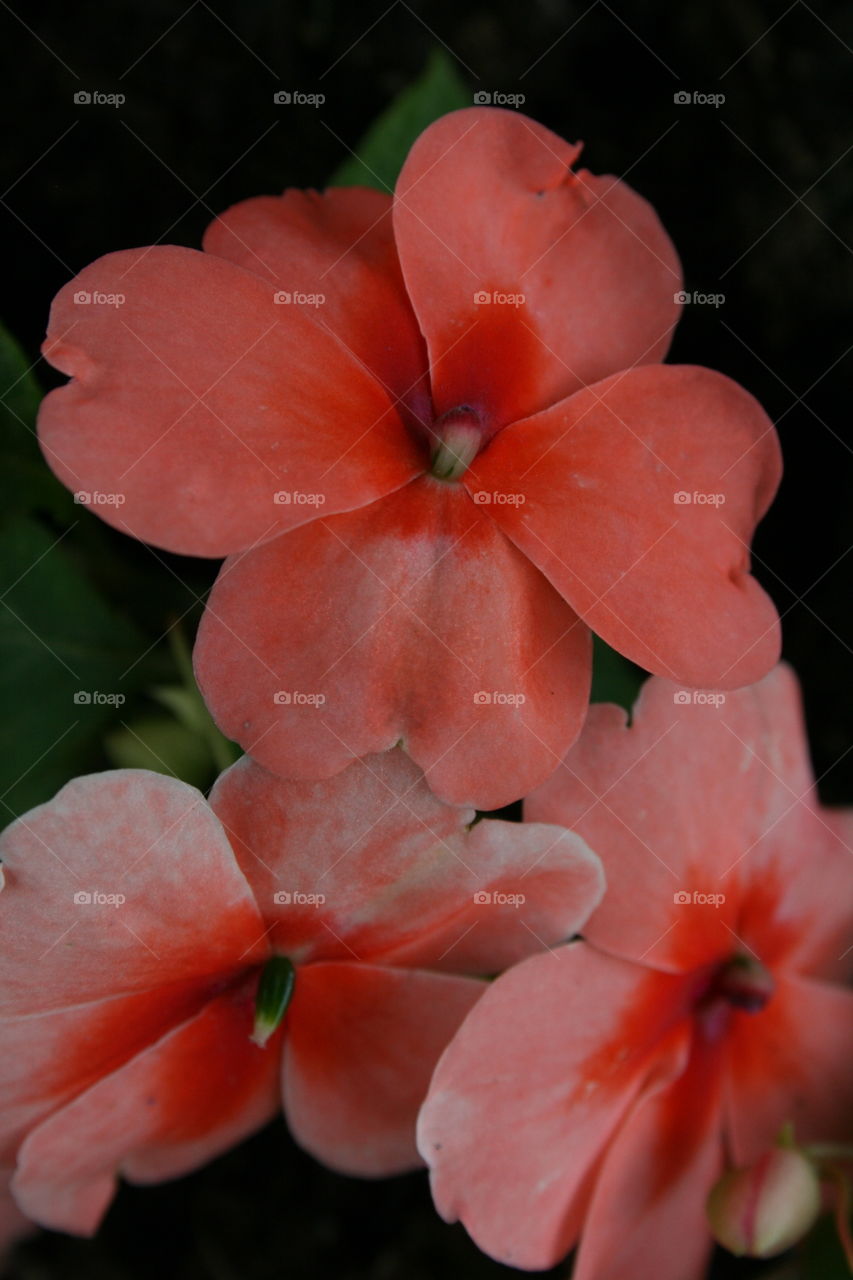 Impatiens