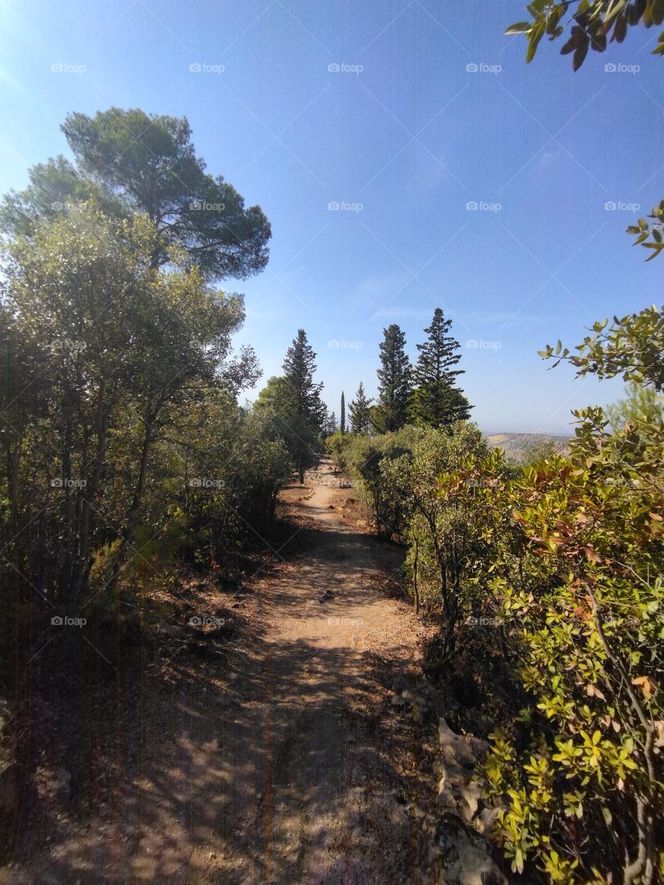 Path and trees