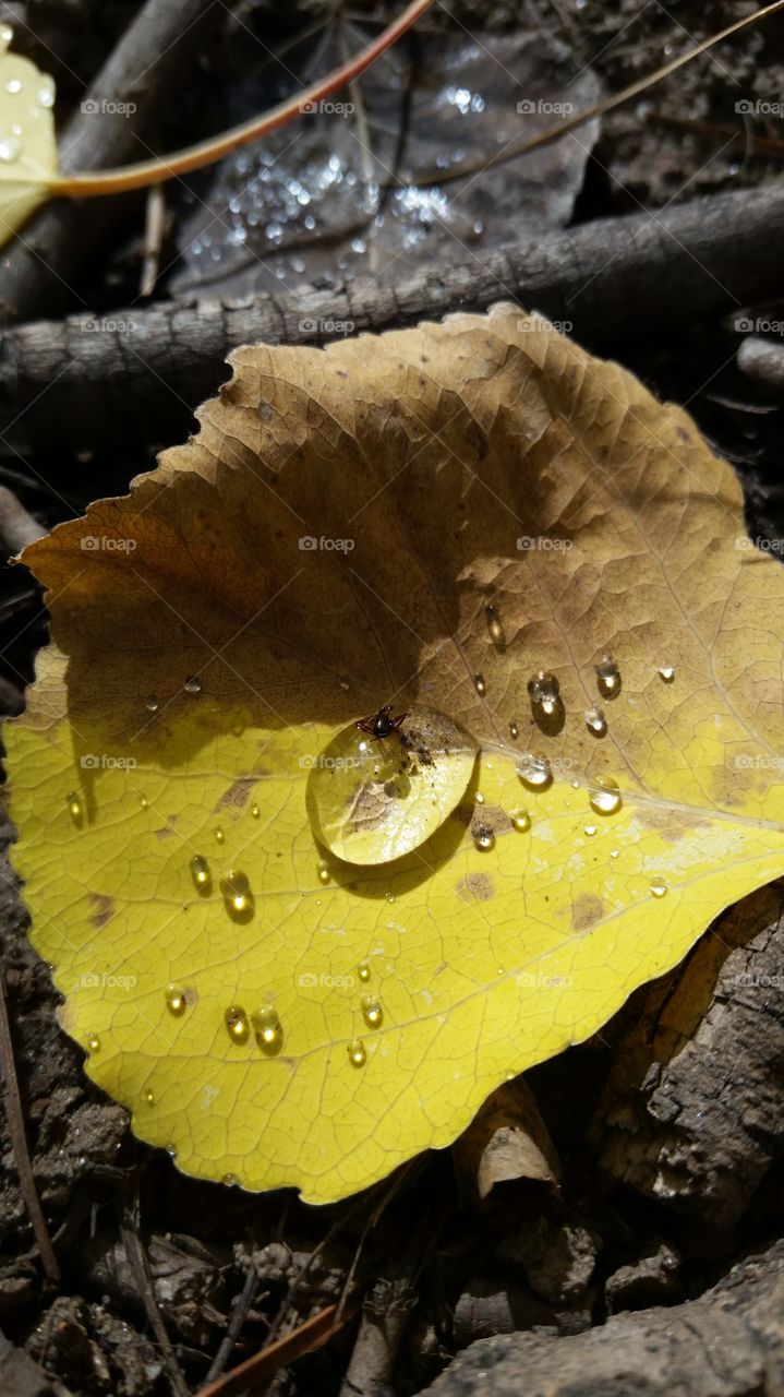Lovely drop of rain on a fallen leaf, found while walking in the Colorado woods
