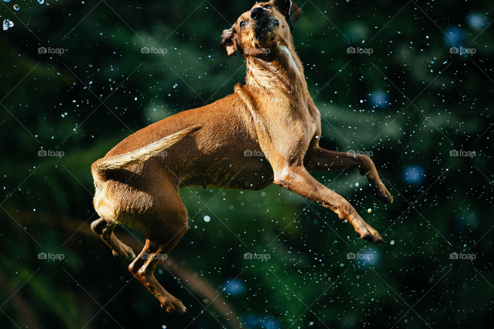 Dog jump - Love water