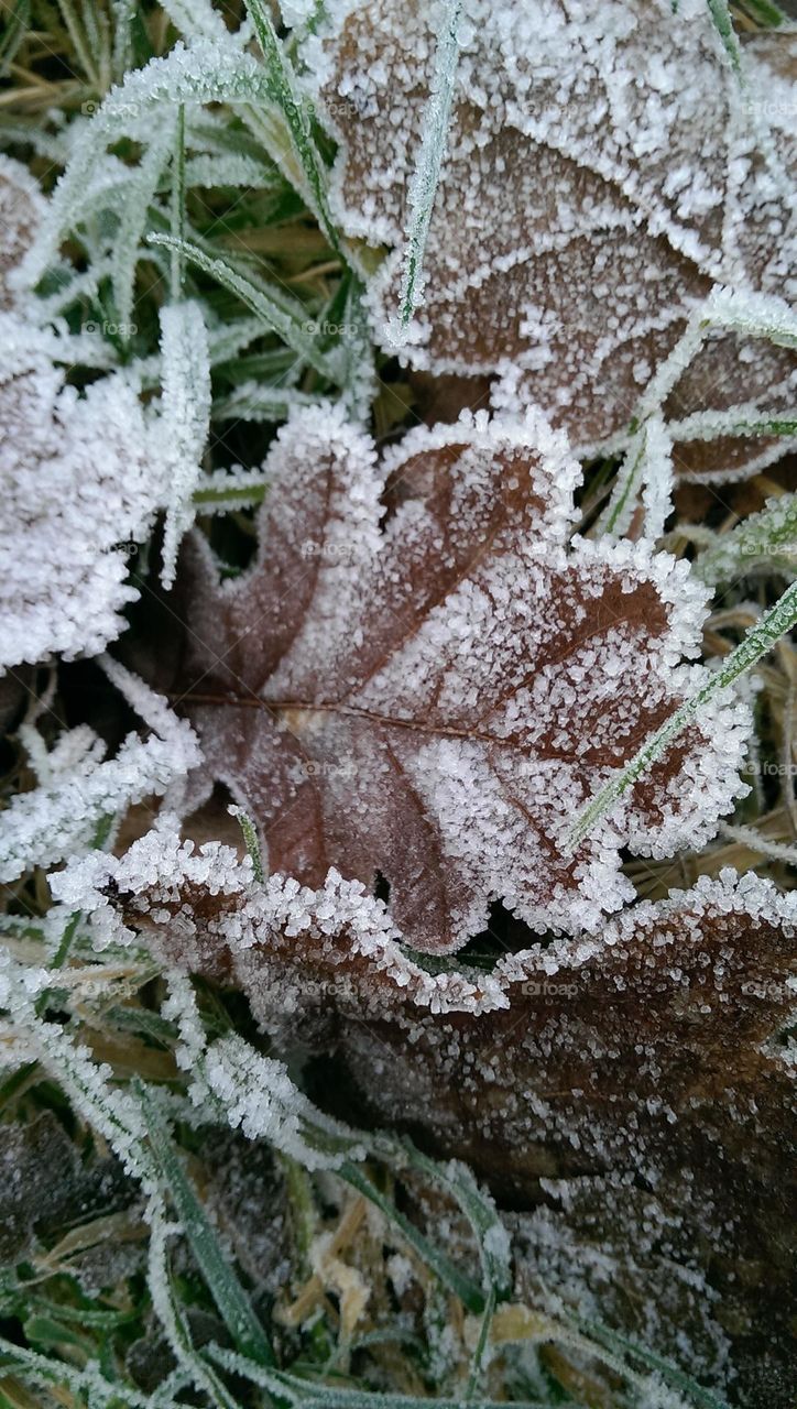 Frosted Leaf