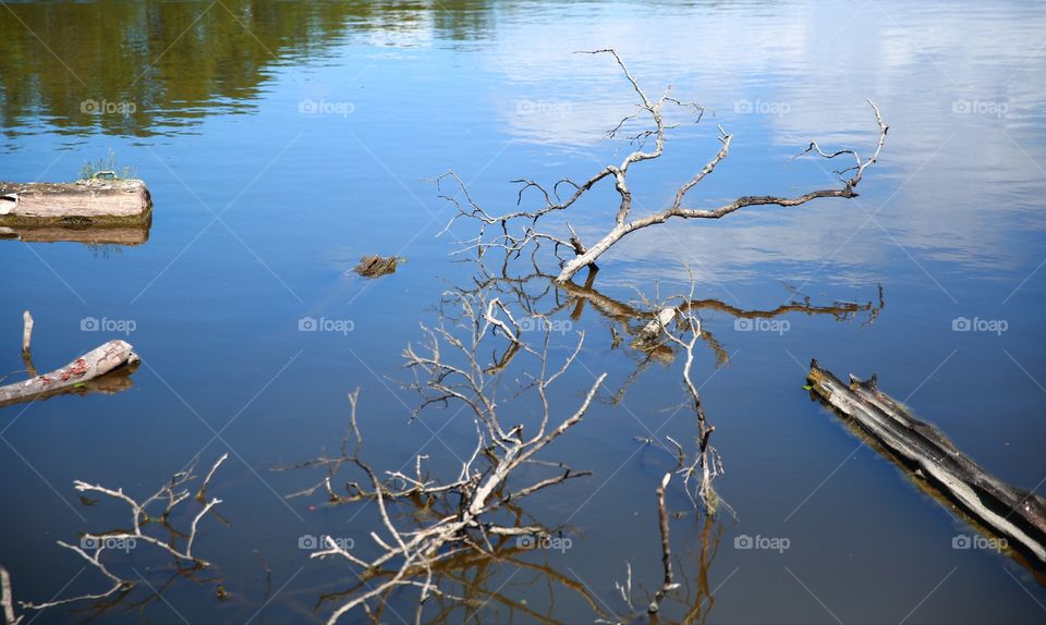 Tree branches in the water