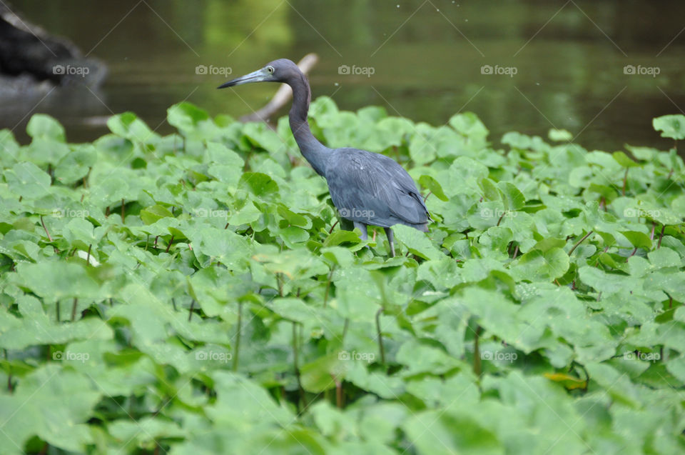 bird vegetable heron blue bird by ozba