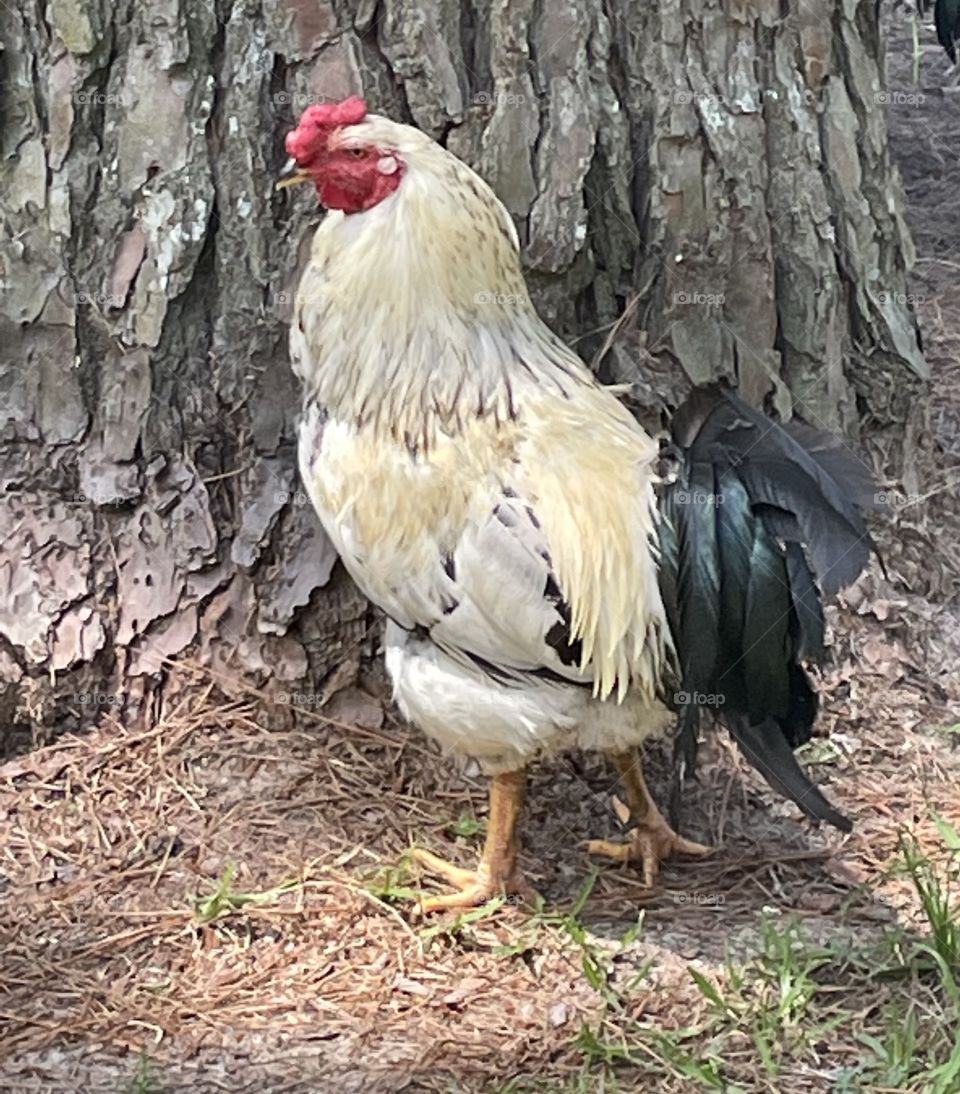 Happy Rooster
