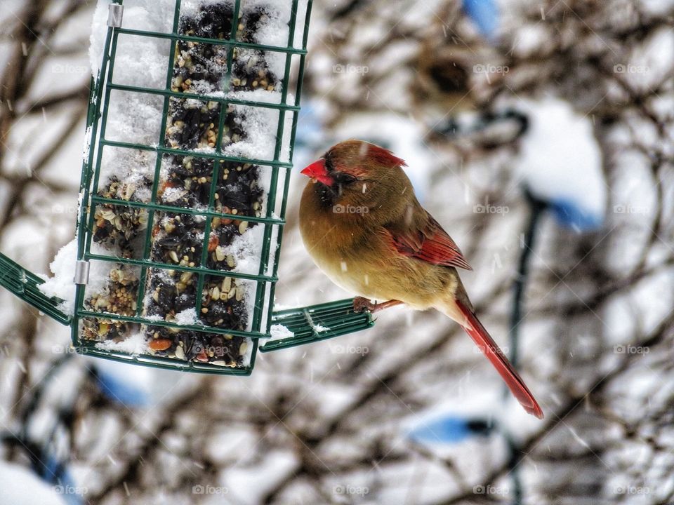 Female Cardinal