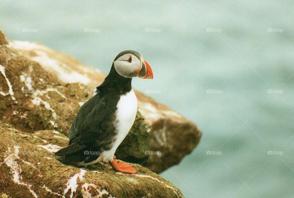 Puffin on Icelandic coast