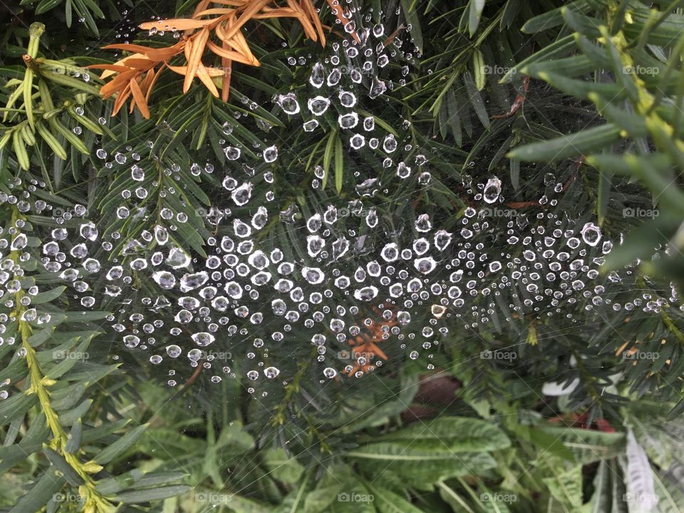 Spider web on Yew