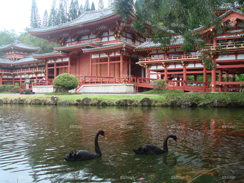 pond temple black swan budist by exworld