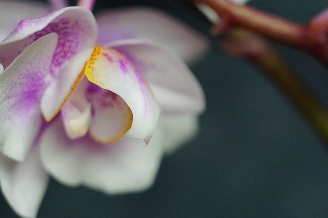 Orchid closeup